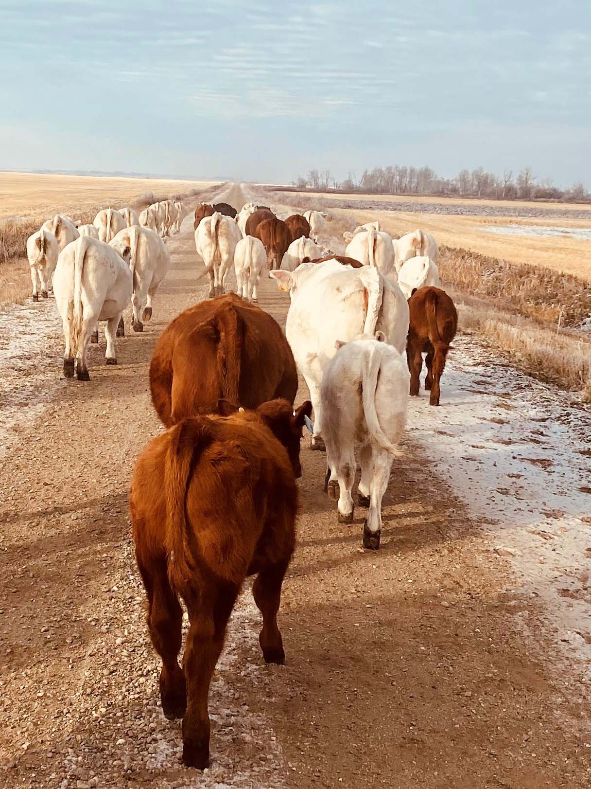 Mixed cows walking on road